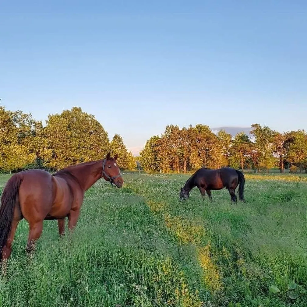 Dr. Sarah Donaldson has 20+ years of experience with animals and is very comfortable providing chiropractic care for horses.