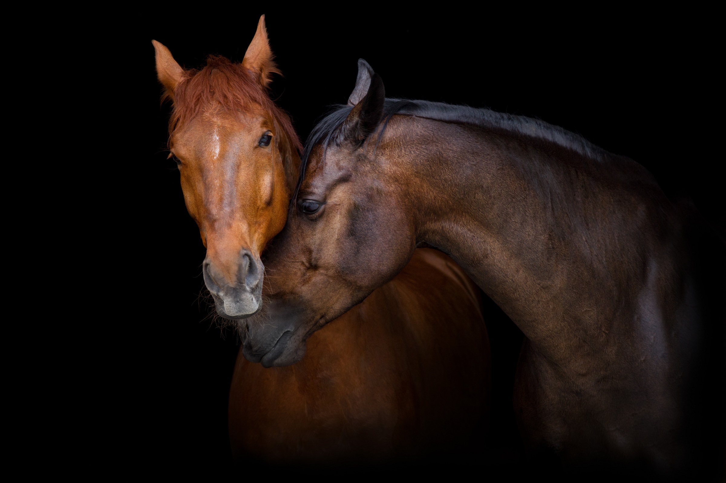 Chiropractic care for horses, people, and dogs at In-Stride Chiropractic & Rehab in Orillia, ON